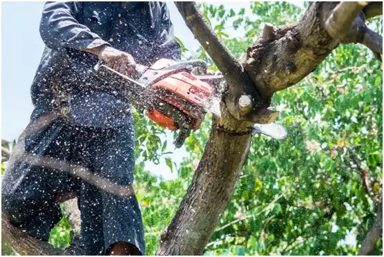 tree services Oklahoma